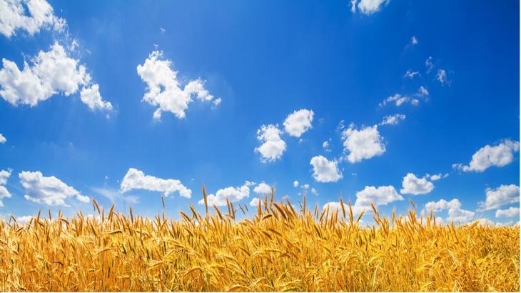 小麦の国際価格、急伸　今後もロシア・ウクライナ関連ニュースに注目